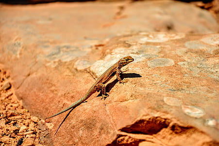 gray lizard walking on brown rock at daytime thumbnail