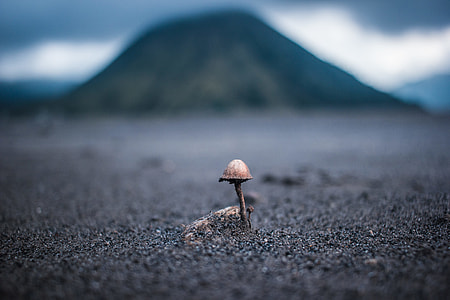 tilt-shift photograph of brown mushroom near mountain thumbnail