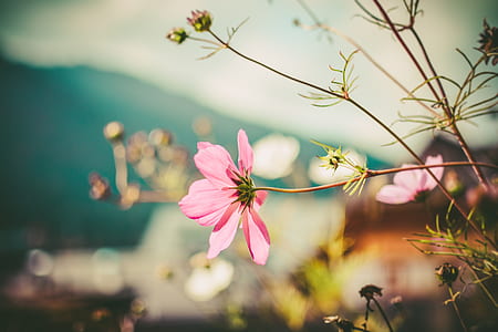 selective focus photography of pink cosmos flowers thumbnail