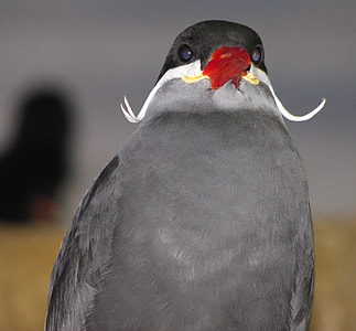 close-up photography of inca tern thumbnail