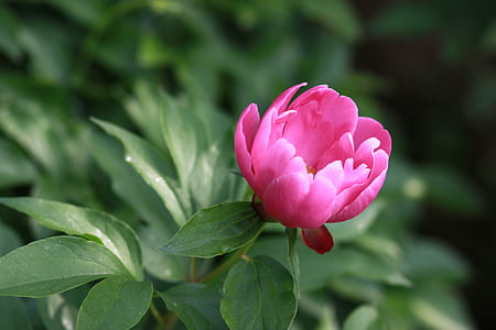 pink petaled flower thumbnail