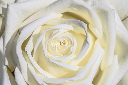 photo of white rose flower thumbnail