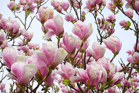 purple and white flowers thumbnail