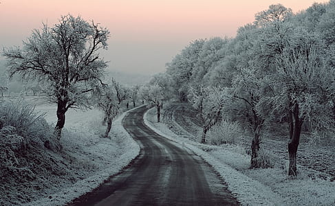 road between trees covered with snow thumbnail