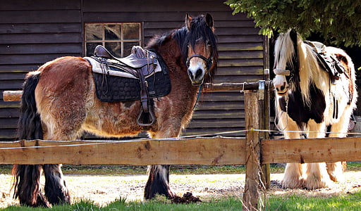 two brown and black horses on field during daytime thumbnail