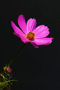 Cosmos Flower on Dark Background thumbnail