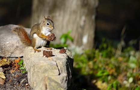 gray squirrel on rock thumbnail