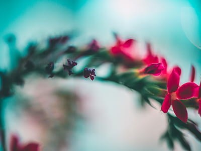 Close-Up Photography of Flowers thumbnail