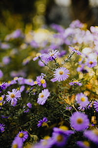 Small purple flowers in the garden thumbnail
