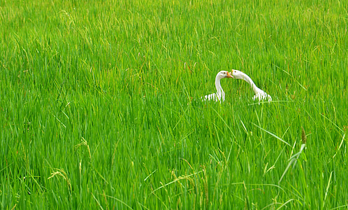 two white swans on grassfield thumbnail