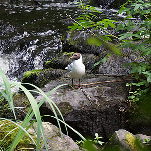 Laughing Gull, Larus Ridibundus thumbnail