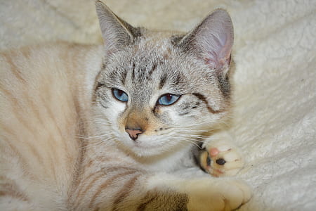 brown tabby cat on beige blanket thumbnail