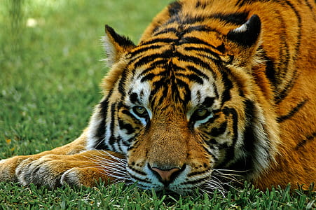 tiger lying on ground thumbnail