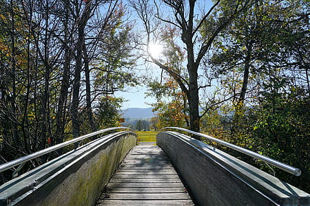 photo of pathway between trees thumbnail