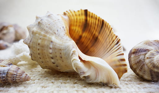 beige and brown snailshell thumbnail