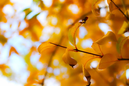 yellow leaf tree shallow focus photography thumbnail