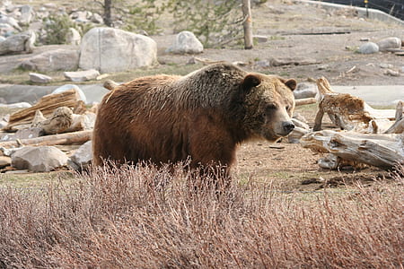 brown bear near rocks thumbnail