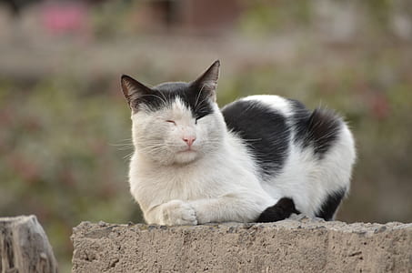 white and black cat sleeping on concrete fence thumbnail