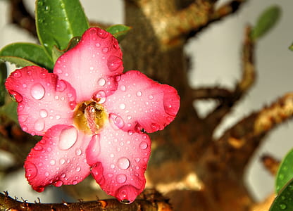 close-up photography of red adenium flower with water droplets thumbnail