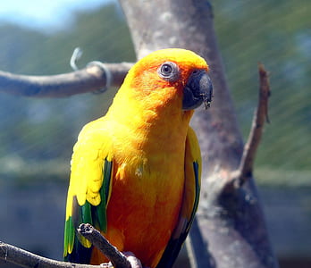 orange, yellow, and green parrot perching on tree branch thumbnail
