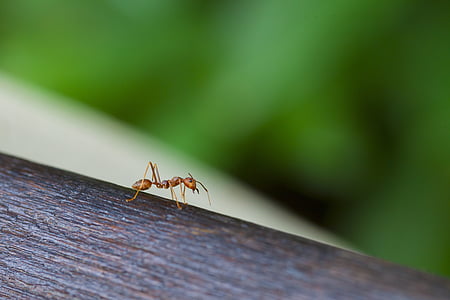 selective focus photography of brown ant on wood surface thumbnail