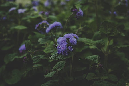 Purple Flowers thumbnail