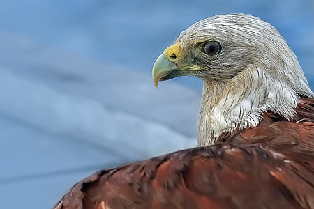 white and brown eagle thumbnail