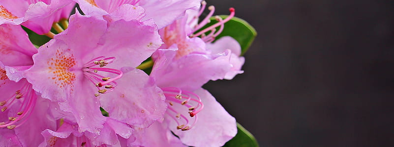 closeup photo of pink petaled flowers thumbnail