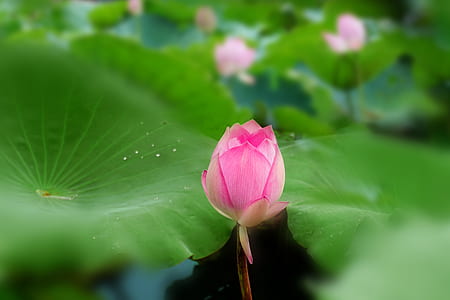 pink lotus bud in selective focus photography thumbnail