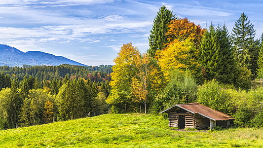 brown wooden house in the middle of forest thumbnail