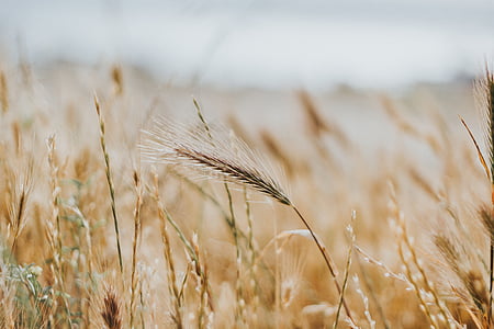 selective focus photography of rice grain fields thumbnail
