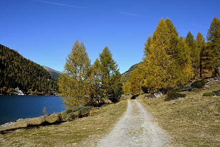 gray road between green grass and pine tree photography thumbnail