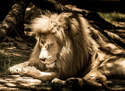 photo of a lion thumbnail