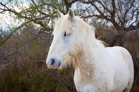 selective focus photo of white horse thumbnail