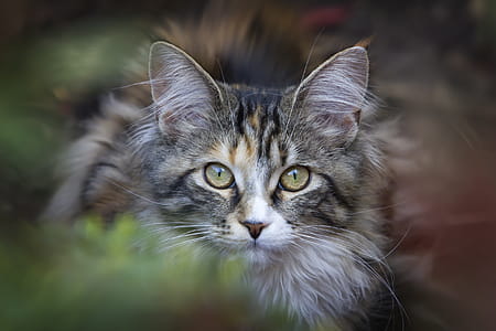 Selective Photo of White and Black Tabby Kitten thumbnail