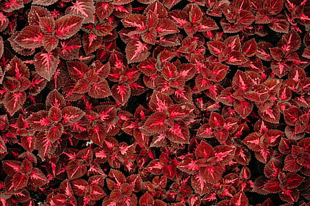 Top View Photo of Red Coleus Plant thumbnail