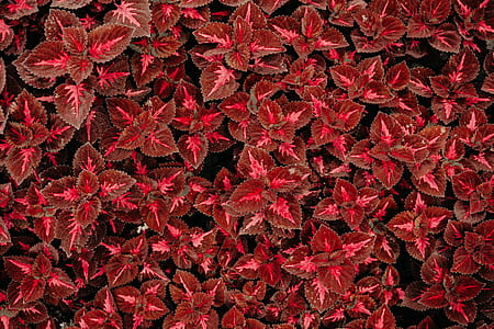 red leaves thumbnail