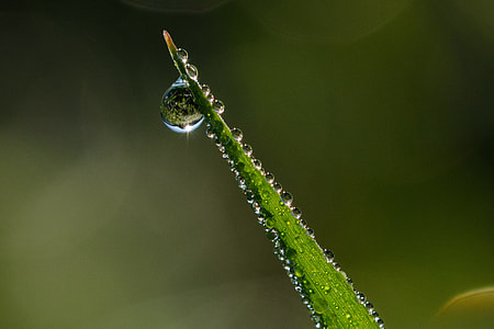 green leaf with drew drops thumbnail