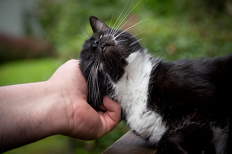 selective focus photography of person petting white and black cat thumbnail