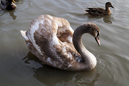 two brown ducks on body of water thumbnail