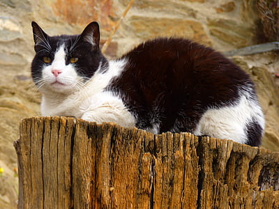 black and white cat on table thumbnail