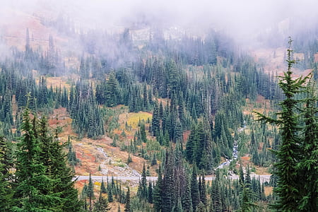 bird's eye view of forest with fog thumbnail