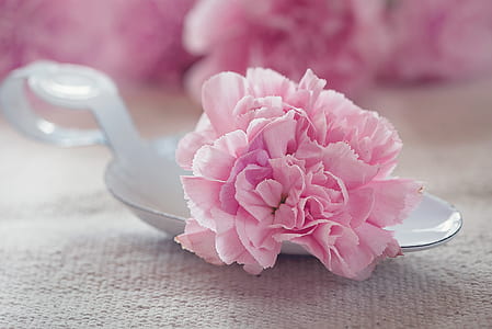 marco photography of pink flower thumbnail