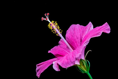 purple flower thumbnail