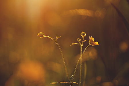 light, dawn, landscape, nature thumbnail