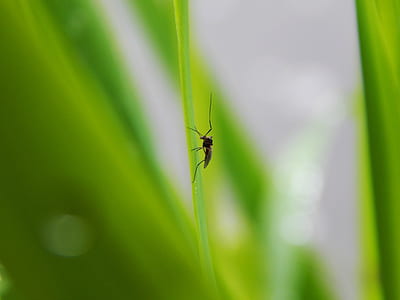 macro photography of bug on leaf thumbnail