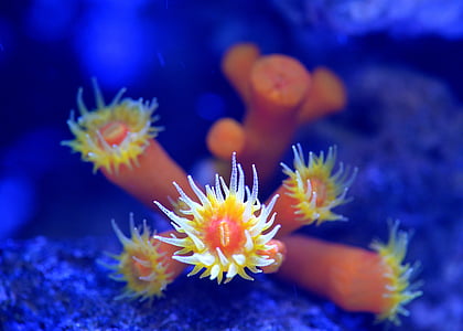 shallow focus photography of yellow and brown plant thumbnail