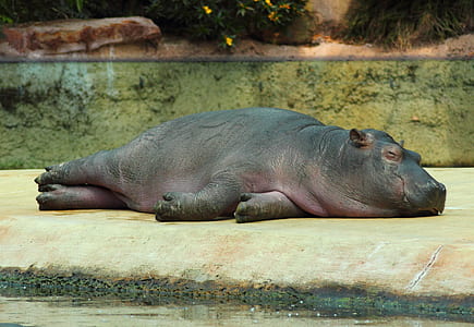 sleeping hippopotamus thumbnail