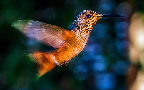 brown hummingbird flying during daytime thumbnail