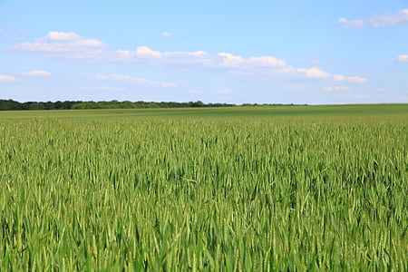 green grass field under clear blue sky thumbnail